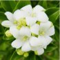 Heirloom Murraya Paniculata Orange Jasmine 20 PCS Seeds