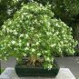 Heirloom Murraya Paniculata Orange Jasmine 20 PCS Seeds