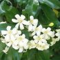 Heirloom Murraya Paniculata Orange Jasmine 20 PCS Seeds