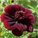 Heirloom New Rare Chocolate Cosmos Flower 100 PCS Seeds