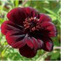 Heirloom New Rare Chocolate Cosmos Flower 100 PCS Seeds