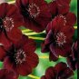 Heirloom New Rare Chocolate Cosmos Flower 100 PCS Seeds