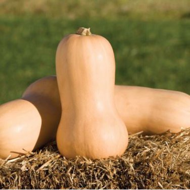 Heirloom Nutter Butter Squash Vegetable Organic 10 PCS Seeds