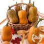 Heirloom Nutter Butter Squash Vegetable Organic 10 PCS Seeds