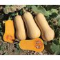 Heirloom Nutter Butter Squash Vegetable Organic 10 PCS Seeds