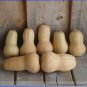 Heirloom Nutter Butter Squash Vegetable Organic 10 PCS Seeds