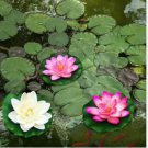 Heirloom Office Desk Small Pink Water Lily 1 PCS Seeds