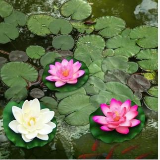 Heirloom Office Desk Small Pink Water Lily 1 PCS Seeds