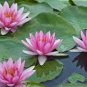 Heirloom Office Desk Small Pink Water Lily 1 PCS Seeds