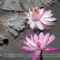 Heirloom Office Desk Small Pink Water Lily 1 PCS Seeds