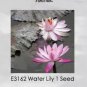 Heirloom Office Desk Small Pink Water Lily 1 PCS Seeds