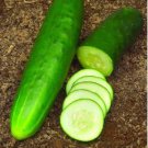 Heirloom Old Cucumber Vegetable Organic 5 PCS Seeds Heirloom Old Cucumber Vegetable Organic 5 PCS Seeds