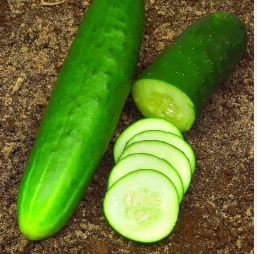 Heirloom Old Cucumber Vegetable Organic 5 PCS Seeds
