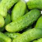 Heirloom Old Cucumber Vegetable Organic 5 PCS Seeds