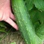 Heirloom Old Cucumber Vegetable Organic 5 PCS Seeds