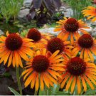 Heirloom Orange Black Echinacea PurpureaSeeds Coneflowers 100 PCS Seeds