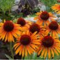 Heirloom Orange Black Echinacea PurpureaSeeds Coneflowers 100 PCS Seeds