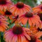 Heirloom Orange Black Echinacea PurpureaSeeds Coneflowers 100 PCS Seeds