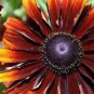 Heirloom Orange Black Echinacea PurpureaSeeds Coneflowers 100 PCS Seeds