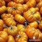 Heirloom Orange Jack Be Little Pumpkin 10 PCS Seeds