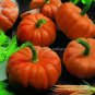 Heirloom Orange Jack Be Little Pumpkin 10 PCS Seeds