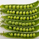 Heirloom Organic Green Arrow Pea Vegetable 500 PCS Seeds Heirloom Organic Green Arrow Pea Vegetable 500 PCS Seeds