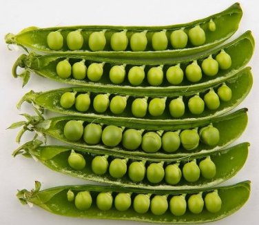 Heirloom Organic Green Arrow Pea Vegetable 500 PCS Seeds