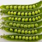 Heirloom Organic Green Arrow Pea Vegetable 500 PCS Seeds