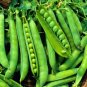 Heirloom Organic Green Arrow Pea Vegetable 500 PCS Seeds