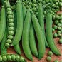 Heirloom Organic Green Arrow Pea Vegetable 500 PCS Seeds