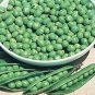 Heirloom Organic Green Arrow Pea Vegetable 500 PCS Seeds