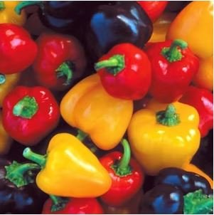 Heirloom Organic Green Bell Sweet Pepper 40 PCS Seeds