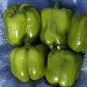 Heirloom Organic Green Bell Sweet Pepper 40 PCS Seeds