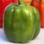 Heirloom Organic Green Bell Sweet Pepper 40 PCS Seeds