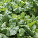 Heirloom Organic Green Leaf Mustard Brassica juncea Vegetables 30 PCS Seeds