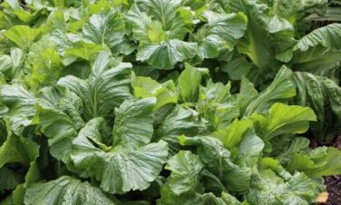 Heirloom Organic Green Leaf Mustard Brassica juncea Vegetables 30 PCS Seeds