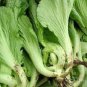 Heirloom Organic Green Leaf Mustard Brassica juncea Vegetables 30 PCS Seeds
