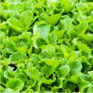 Heirloom Organic Green Leaf Mustard Brassica juncea Vegetables 120 PCS Seeds