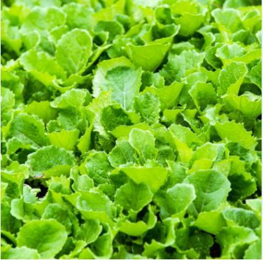 Heirloom Organic Green Leaf Mustard Brassica juncea Vegetables 120 PCS Seeds