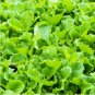 Heirloom Organic Green Leaf Mustard Brassica juncea Vegetables 120 PCS Seeds
