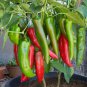 Heirloom Organic Green Red White Hot Chilli Pepper Vegetables 20 PCS Seeds