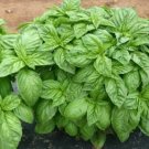 Heirloom Organic Large Leaf Sweet Basil 50 PCS Seeds Heirloom Organic Large Leaf Sweet Basil 50 PCS Seeds