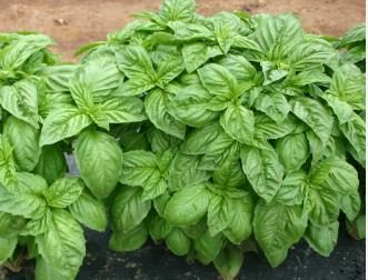Heirloom Organic Large Leaf Sweet Basil 50 PCS Seeds