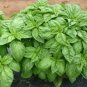 Heirloom Organic Large Leaf Sweet Basil 50 PCS Seeds
