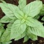 Heirloom Organic Large Leaf Sweet Basil 50 PCS Seeds