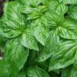 Heirloom Organic Large Leaf Sweet Basil 50 PCS Seeds