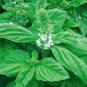 Heirloom Organic Large Leaf Sweet Basil 50 PCS Seeds