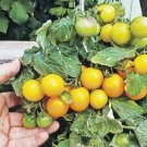 Heirloom Organic Yellow Truss Tomato Middle-sized Fruits Seeds Tasty Juicy Sweet 100 PCS Seeds