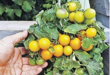 Heirloom Organic Yellow Truss Tomato Middle-sized Fruits Seeds Tasty Juicy Sweet 100 PCS Seeds