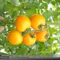 Heirloom Organic Yellow Truss Tomato Middle-sized Fruits Seeds Tasty Juicy Sweet 100 PCS Seeds